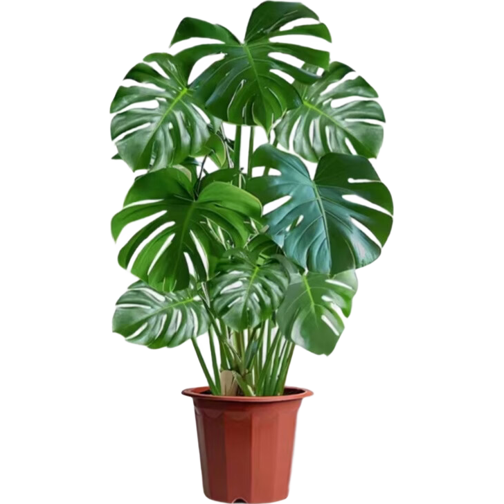 ���ڲ��������δ�Ҷ�걳����׮��ֲ������լ���ڴ���������԰칫�Ҵ��ֲ����� ��Ʒ�걳��70-80����+ԭ�� 42.8Ԫ