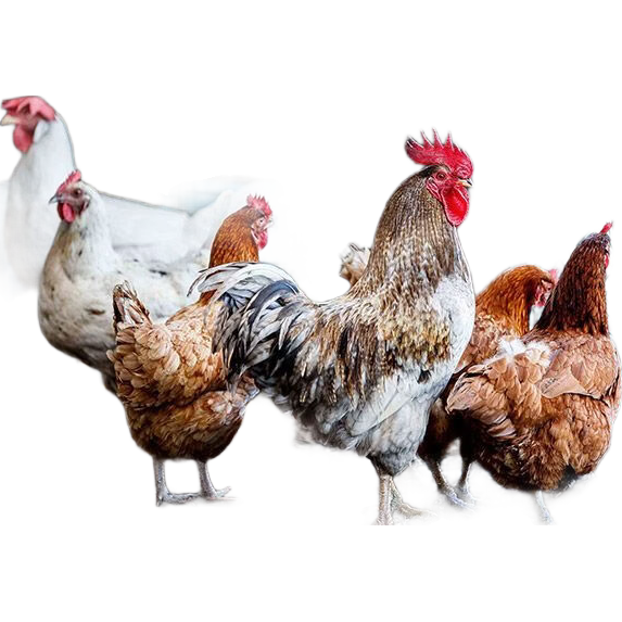 ���ڲ��������Ƿ�Ӫ��ι����Ѽ�����«�������ݷ��ĵ�����ר�ñ���ɰ ���Ƿۡ�1-2���ס� 9-10�� 55.8Ԫ��5��(��11.16Ԫ/��)