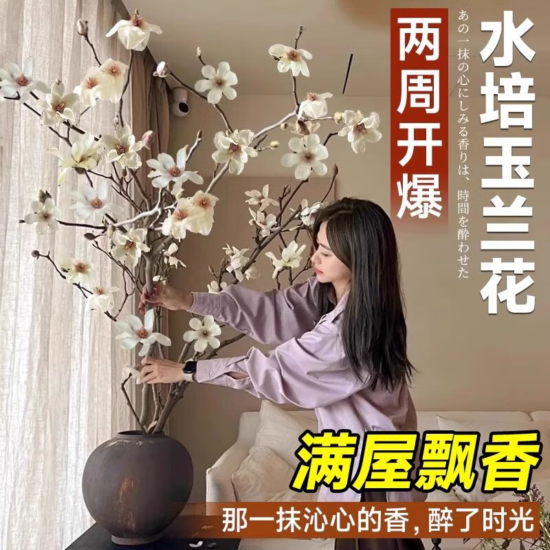 两草三花水培玉兰鲜切花枝带花苞家用水养鲜花卉干枝室内好养耐寒植物盆栽 粉玉兰枝条水培+营养液 50cm3枝