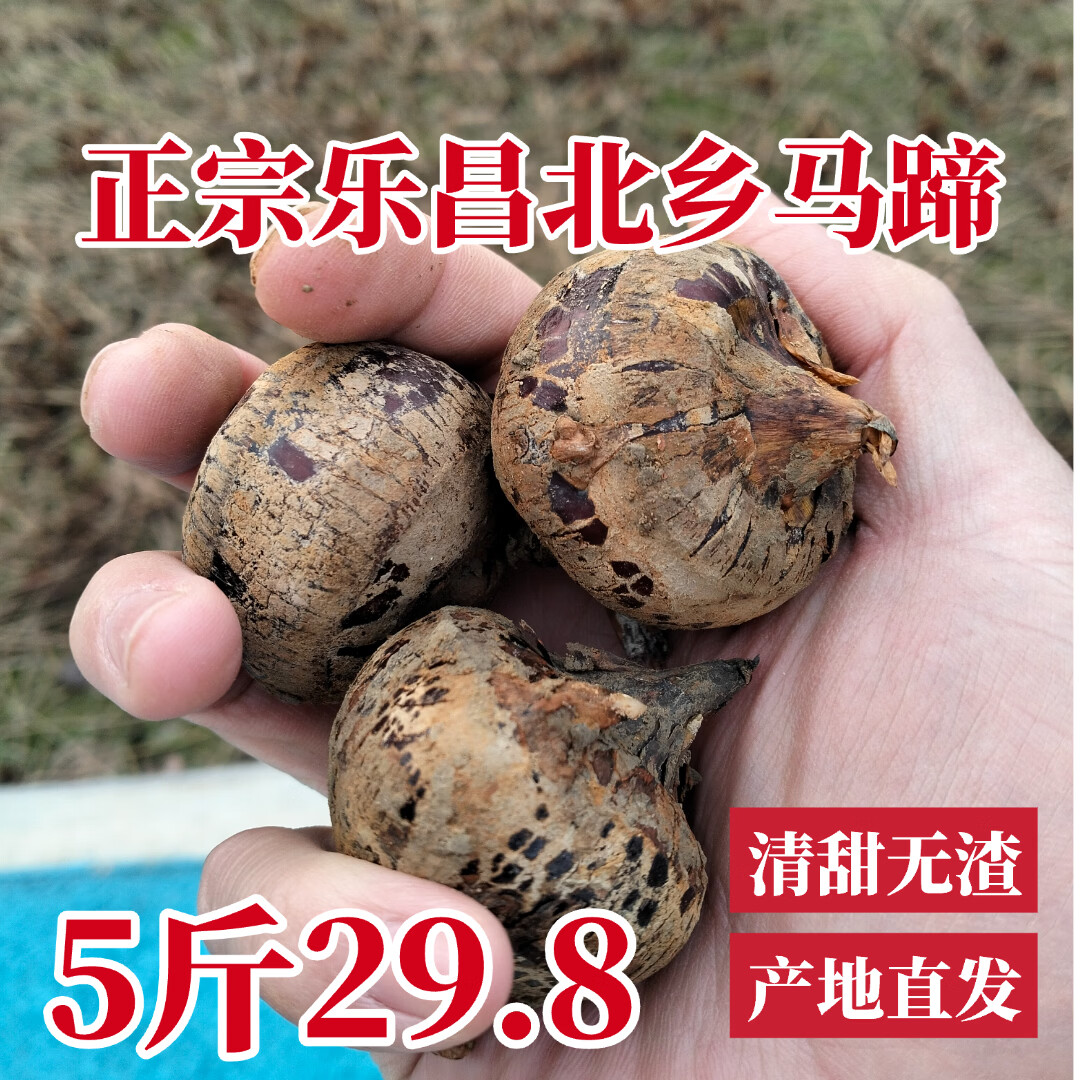 正宗乐昌北乡马蹄新鲜水果现挖即食水果马蹄荸荠特产清甜无渣包邮 5斤 马蹄（中果20-27个/斤）实惠装 京东折扣/优惠券