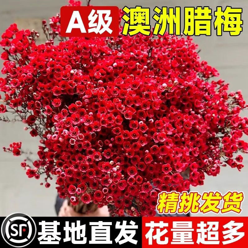 腊梅鲜花水培鲜枝鲜花云南基地直发室内鲜切年宵花卉花束摆件 花发货S级腊梅-喜庆红10枝送保鲜剂+新年挂件6个