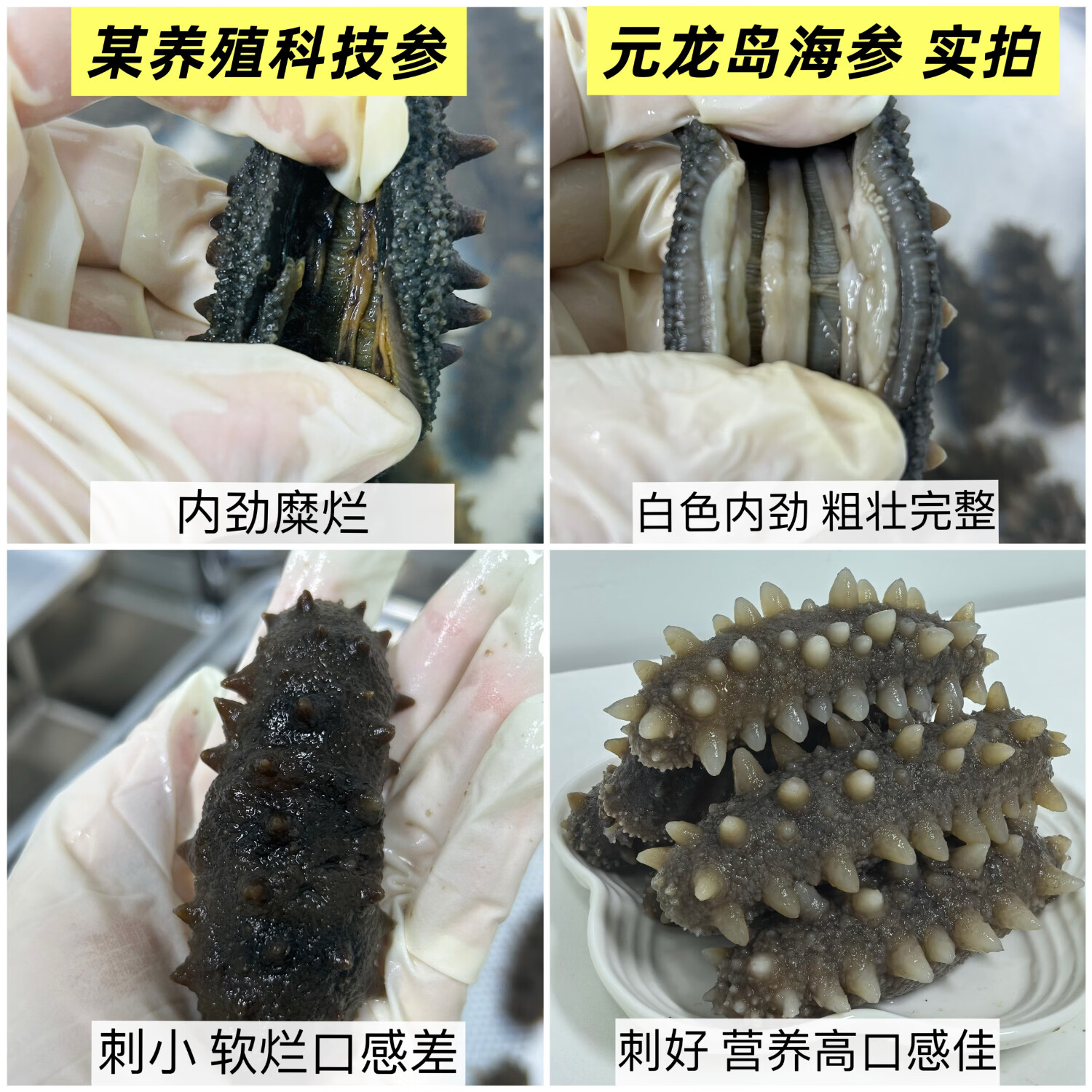 元龙岛即食海参 大连海参 辽参 长海县野生海参底播刺身 鲜食海参礼盒 鲜食海参礼盒1斤 6~10只