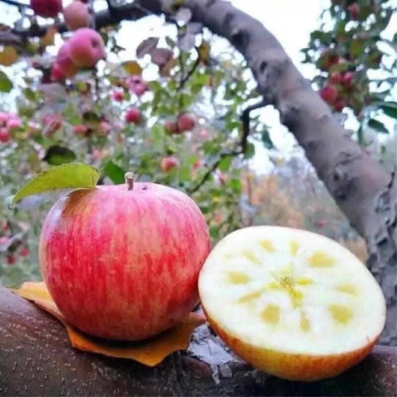 都食田间正宗阿克苏冰糖心苹果新疆生鲜脆甜多汁整箱新鲜采摘产地直发水果 中通/邮政随机不接受指定_110-350g 12个 礼盒果王，约8-9斤