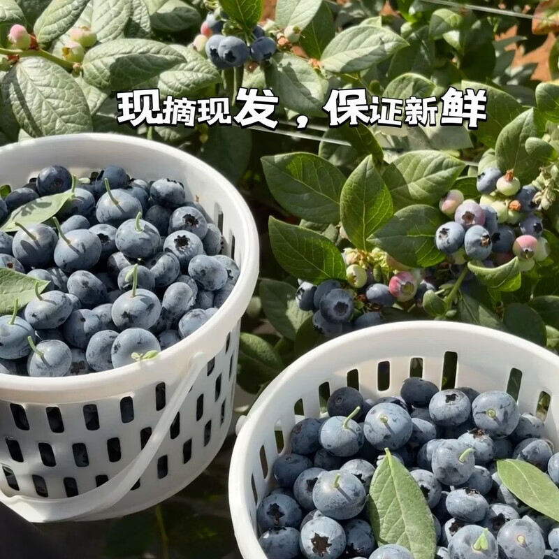 缦语【顺丰发货】云南花香蓝莓露天生态种植宝宝脆甜多汁营养健康 6盒【金标15mm+】 125g/盒【 顺丰上门 I 空运冷链】