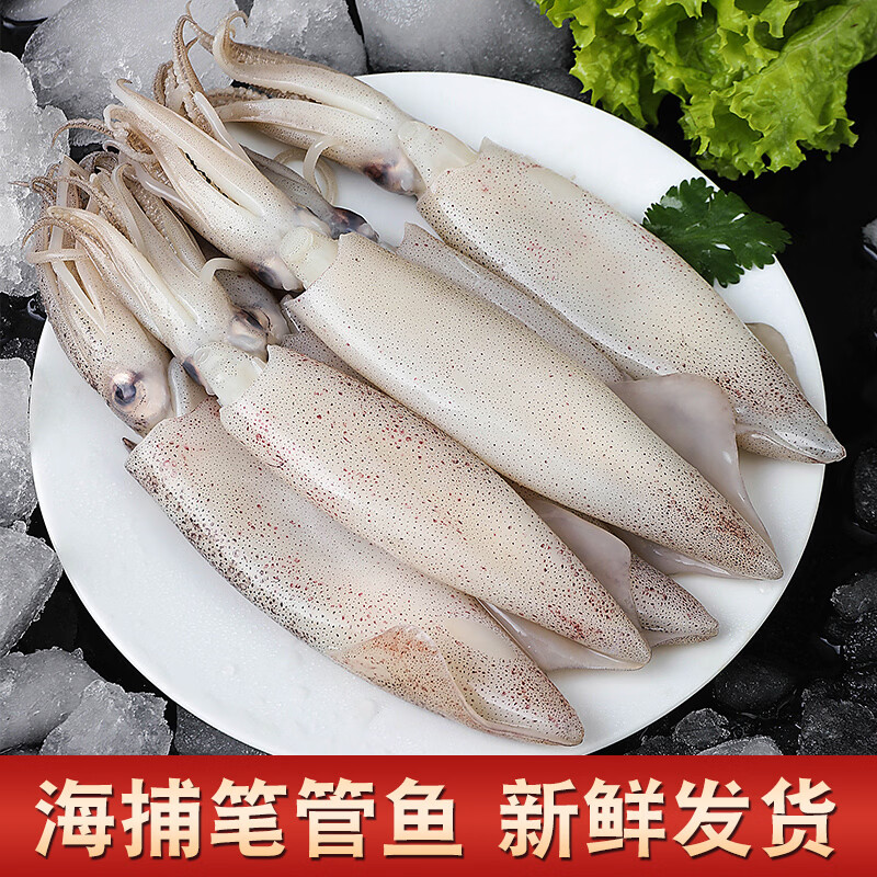 连海肴新鲜速冻大号笔管鱼 海兔子乌贼籽乌 铁板烧烤火锅小鱿鱼露营食材 生冻笔管鱼 3斤(净重)  【500g*3包】