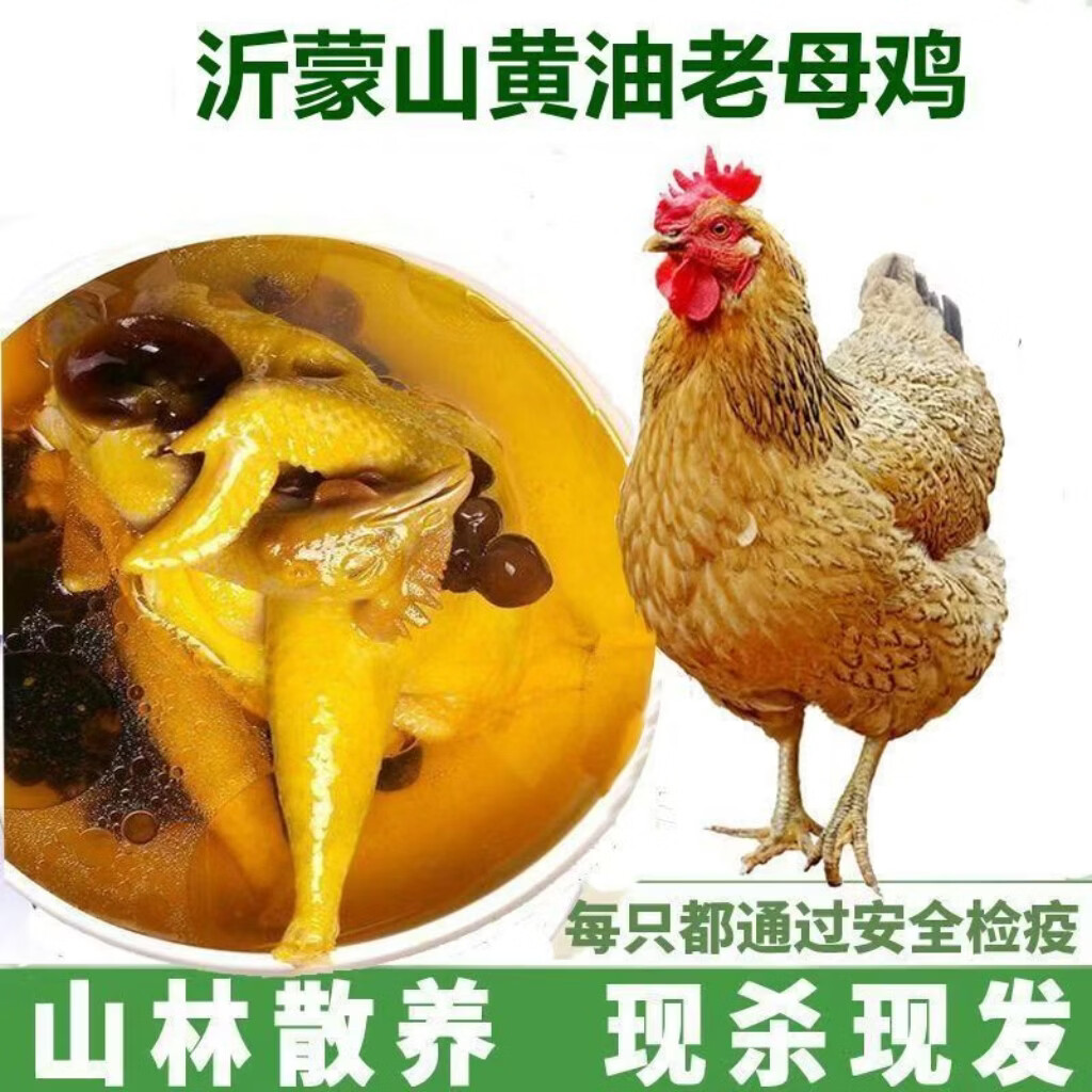 江七公农家散养走地鸡整只鲜土跑步土鸡无抗无激素 沂蒙山散养母鸡 一只黄油母鸡净重2斤