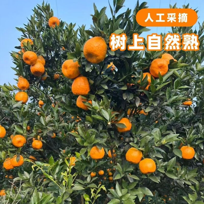 早熟新鲜椪柑丑橘子耙耙柑应季新鲜水果芦柑酸甜多汁桔子整箱包邮 带箱4斤 实惠装【单果130g+】