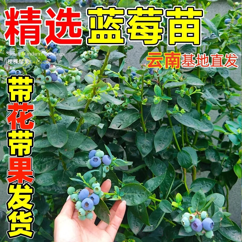 呆果丁蓝莓树果苗盆栽带花带果发货特大号L25阳台当年结果南北方果树苗 【带花发货 带盆栽好】L25蓝莓丨5年苗1.5加仑