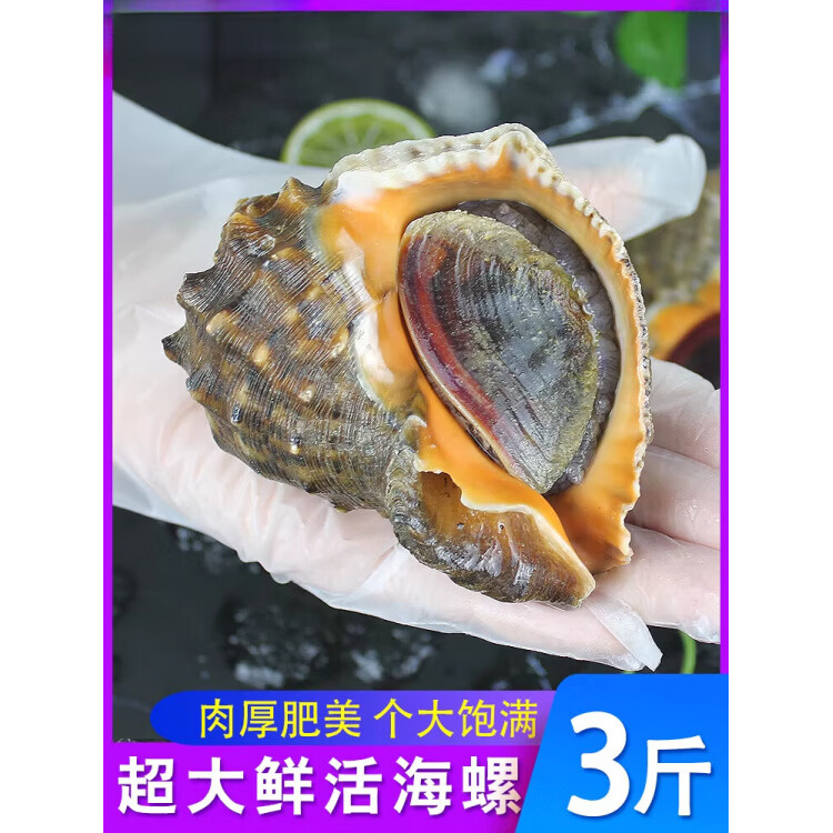 海螺海鲜青岛超大海螺鲜活特大新鲜响螺生鲜海鲜 小号装（12-15只/斤） 0.5kg