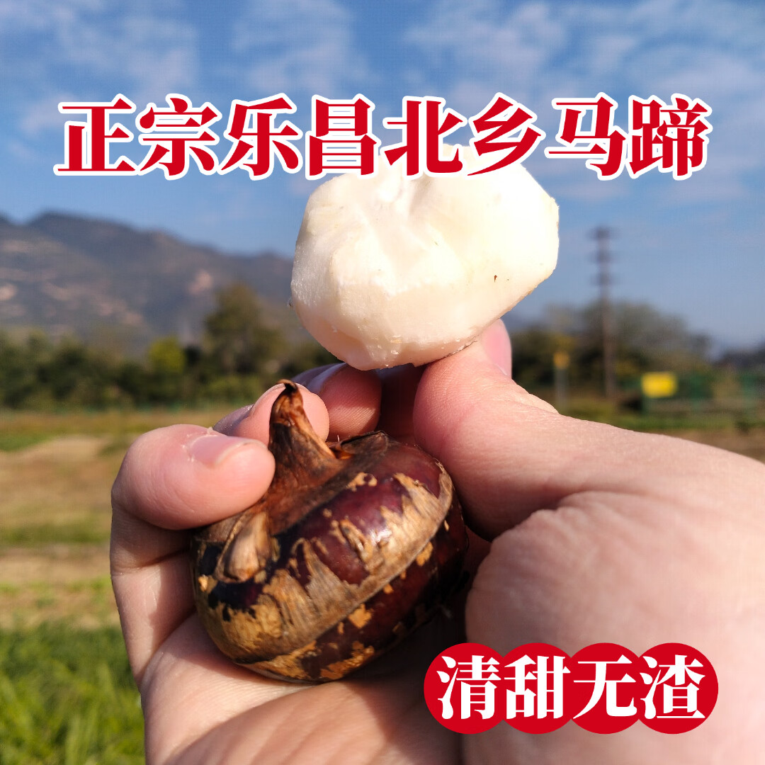 正宗乐昌北乡马蹄新鲜水果现挖即食水果马蹄荸荠特产清甜无渣包邮 3斤 马蹄大果（13-17个/斤）普通装 京东折扣/优惠券