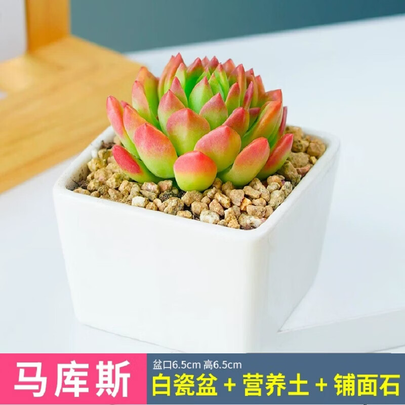 ���ڲ�����īһ����ֲ���������С���԰칫����С������ֲ�׶�԰�������ֺ��� ����˹+�״���+��+����ʯ 8.4Ԫ