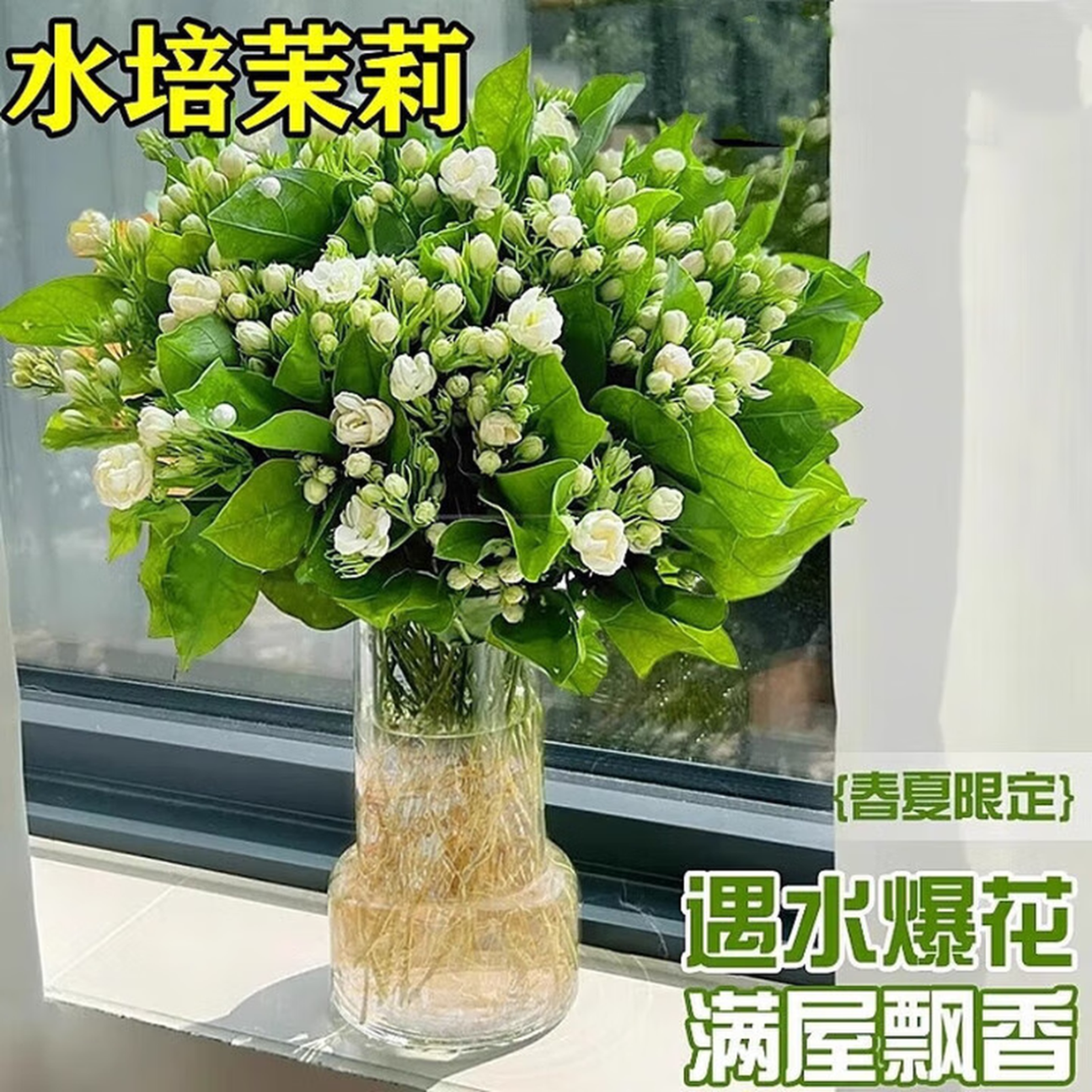 水培茉莉花盆栽好养驱蚊绿植浓香室内水培驱蚊四季植物水培茉莉 三颗 京东折扣/优惠券