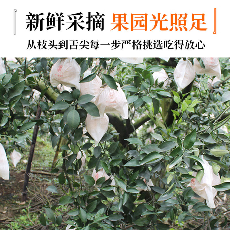 馋果野正宗四川春见耙耙柑甘平柑橘新鲜水果生鲜整箱过节送礼水果礼盒 果王带箱9斤/彩箱装