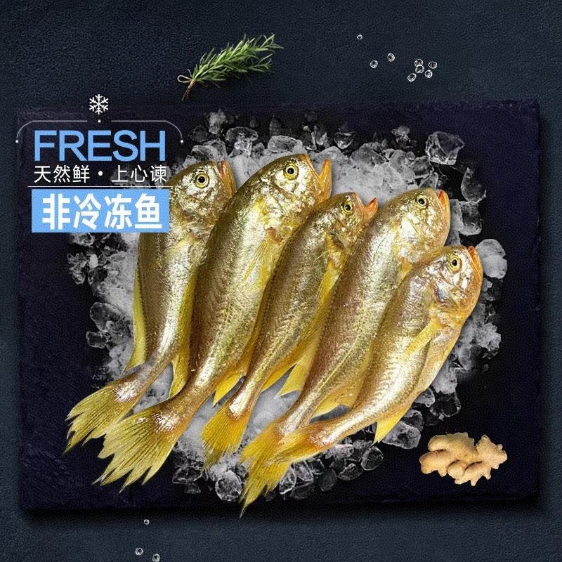 辰鲜派年货节梅童鱼新鲜冷冻大头宝鱼野生鰶头鱼大头梅子鱼新鲜舟山
