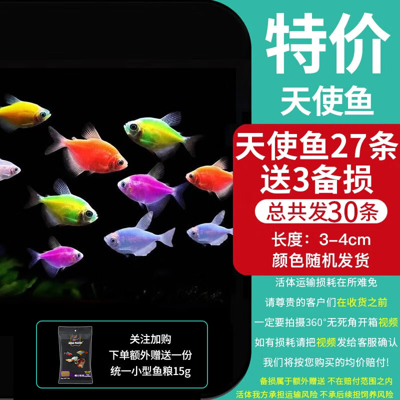 易萌天使鱼活体小型热带鱼观赏鱼耐活鱼淡水鱼观赏鱼群游3-4cm 天使鱼随机27条加送备损3条