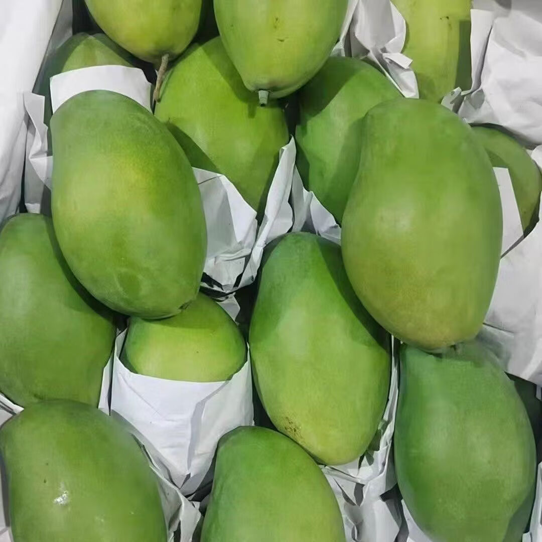 集南鲜 越南进口玉芒果 现摘大青皮黄皮热带芒果新鲜时令生鲜水果 含箱5斤  200g起  净重4.5斤