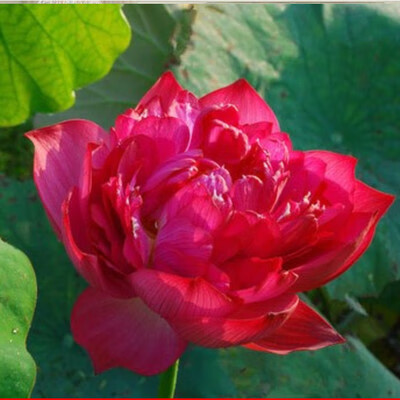 种植种子籽水养荷花睡莲盆栽绿植 状元红50粒