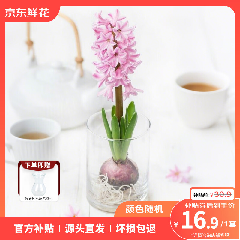 自营鲜花 荷兰进口风信子16元.9 - 线报酷