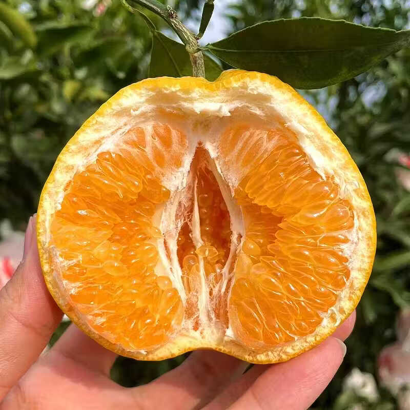 广供天下 四川蒲江耙耙柑春见柑橘当季新鲜水果现摘整箱柑橘 4.5斤70-75mm