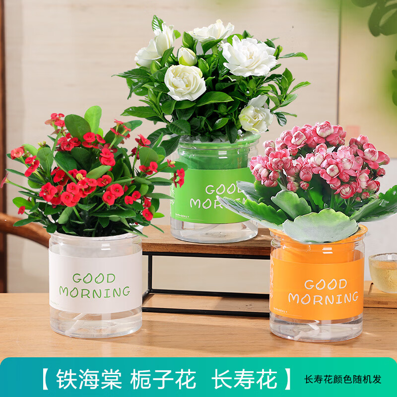 開時(shí)果 綠植盆栽辦公室內(nèi)彩色懶人盆 桌面水培綠蘿花卉水養(yǎng)小綠植物盆景 長(zhǎng)壽花+梔子花+鐵海棠 含盆