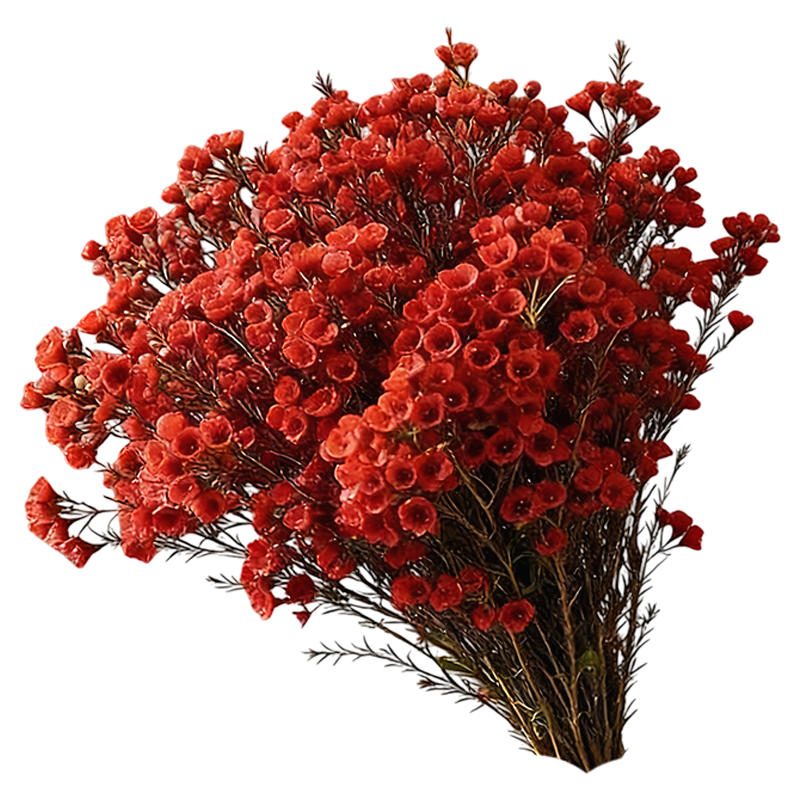 ���ڲ��������Ű�����÷�ʻ�ˮ����֦��֦�滨�����������ڹ��껨������÷���л� ���콢�������÷��ϲ��졿8֦+���ʼ� 25.8Ԫ