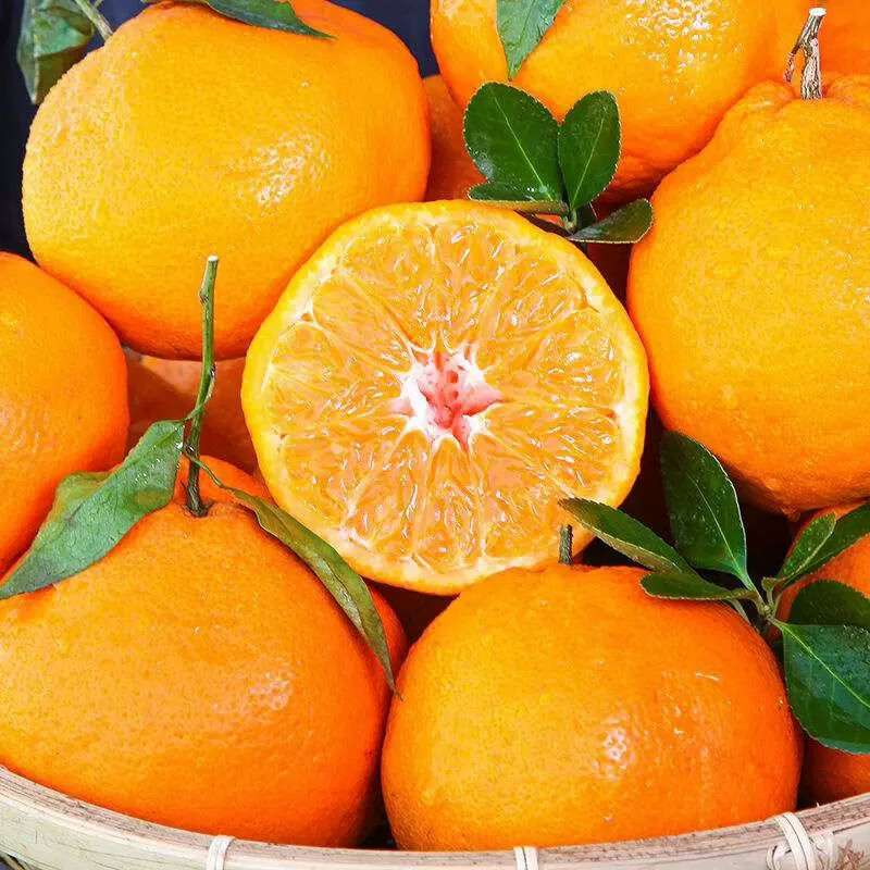 鲜苑胖胖四川春见耙耙柑现摘现发整箱新鲜水果 皮薄汁多 酸甜黄金搭配送礼 3斤特大果（75-80mm）
