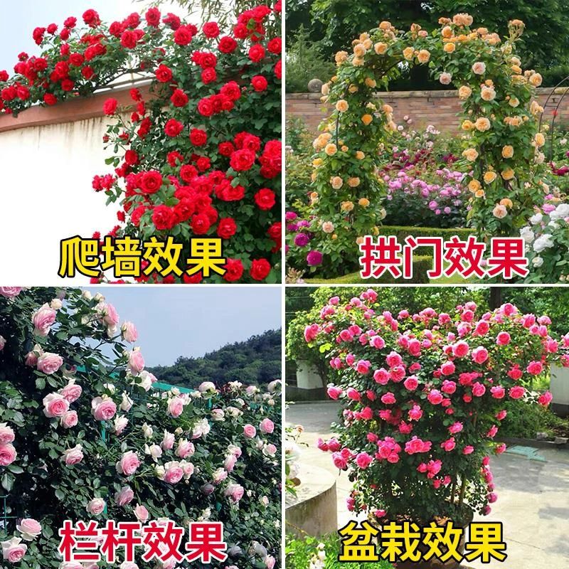 两草三花蔷薇花苗藤本月季四季开花中苗阳台庭院花卉盆栽爬墙玫瑰爬藤植物 弗洛伦蒂娜【四季开花】爬藤大花 中苗50-80厘米高(明年开花)