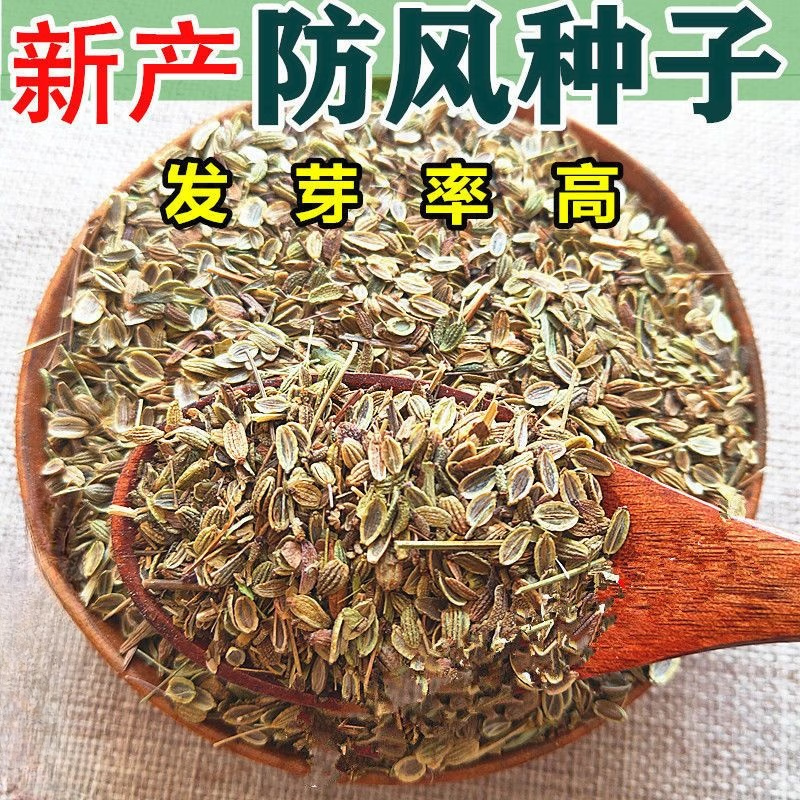 新产防风种子中药材种子防风籽当年新采发芽率高家种防风种子种苗 【新产】防风种子200粒