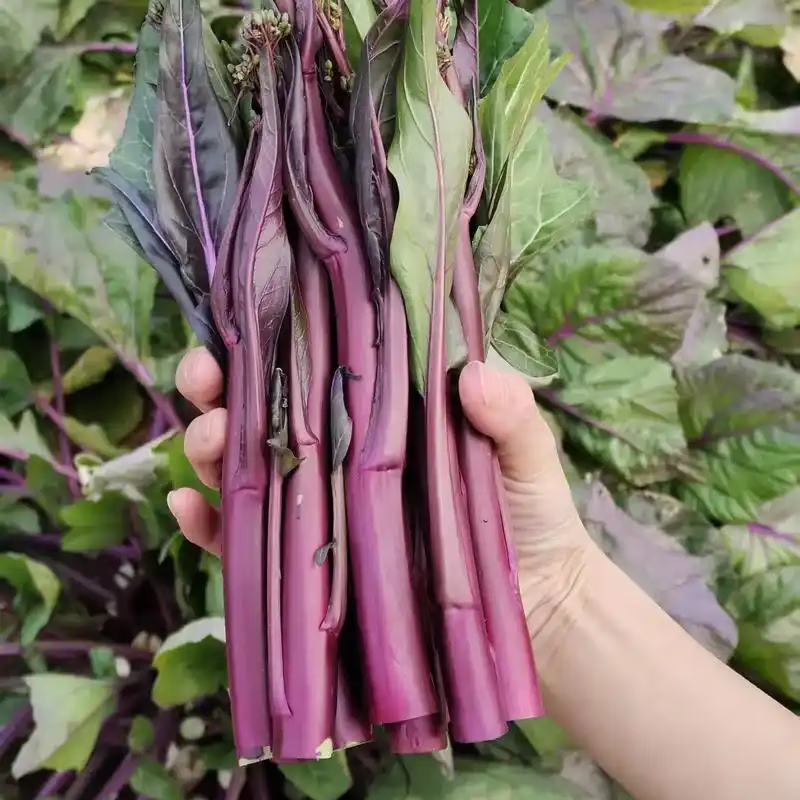 现摘红菜苔湖北红菜苔蔬菜红菜苔菜心紫菜苔油菜苔菜心芸菜苔便宜 净重1斤 露天种植 脆嫩红菜苔 泡沫箱+保鲜膜锁鲜发货