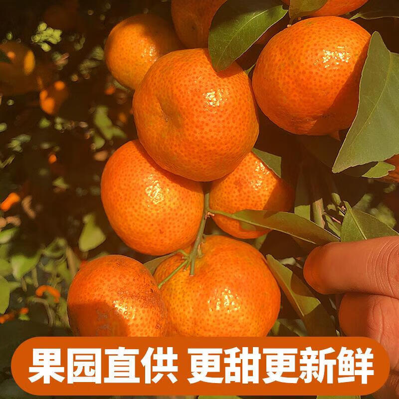 酷果汇新配送高山砂糖橘新鲜清甜沙糖橘橘子应季小桔子蜜桔金秋薄皮水果 整箱5斤热销果【35-55MM】净4.5斤