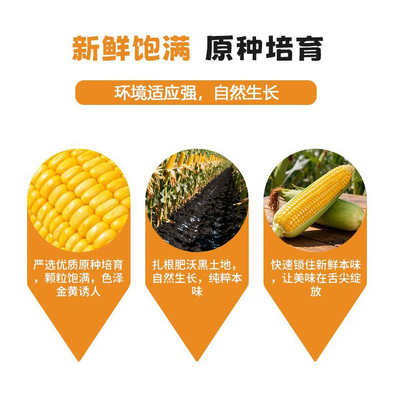 汤泉一品东北玉米新鲜糯玉米精品大棒东北甜糯玉米棒真空玉米轻食苞米棒子 东北黄糯玉米260-350*8根(铝箔袋、透明袋混发)