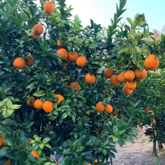 鑫橙源 江西正宗赣南脐橙子赣州水果当季甜橙现摘新鲜赣州脐橙产地直发 60-70mm净重9斤