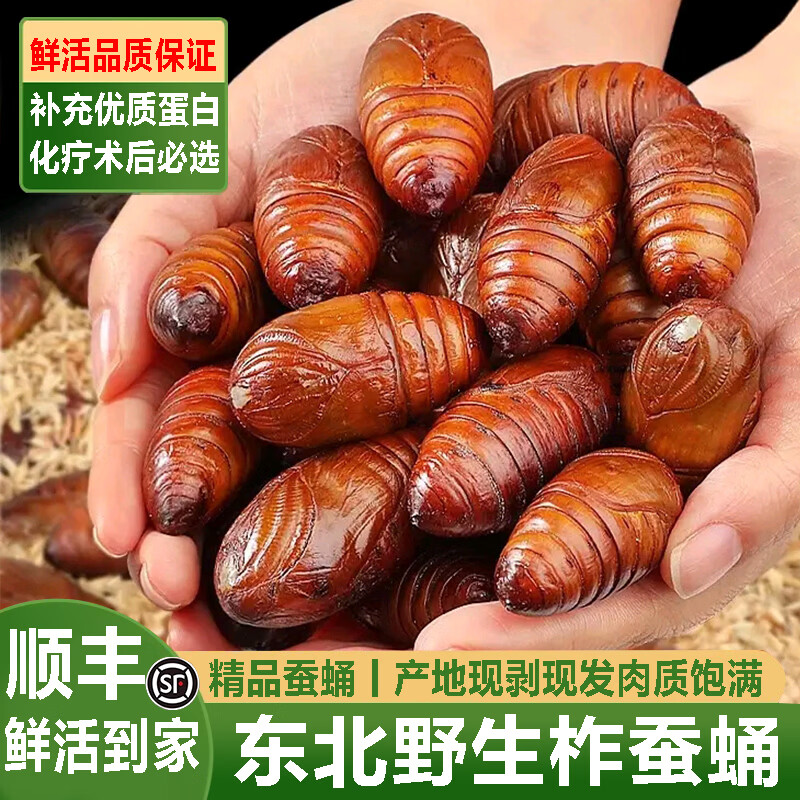 十里馋蚕蛹鲜活发货东北特产 新鲜茧蛹特级大黄蚕蛹蝉蛹 【鲜活到家】大黄蛹500g丨45-50只