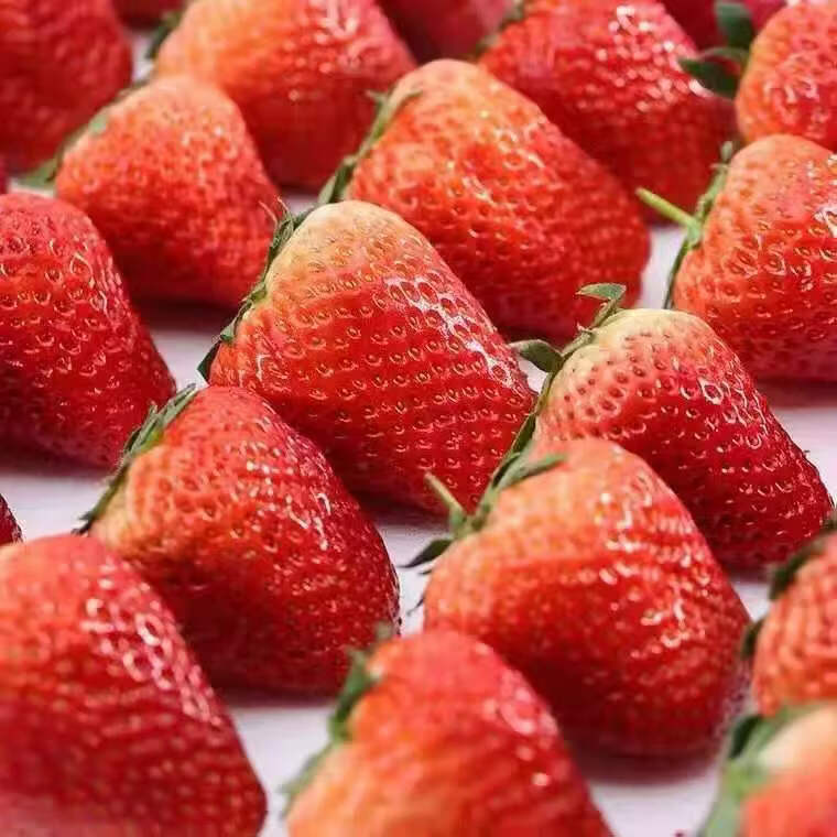 均垚四川奶油草莓 多地草莓新鲜次日达 新鲜水果 奶油草莓2盒优选单果12g+净600g