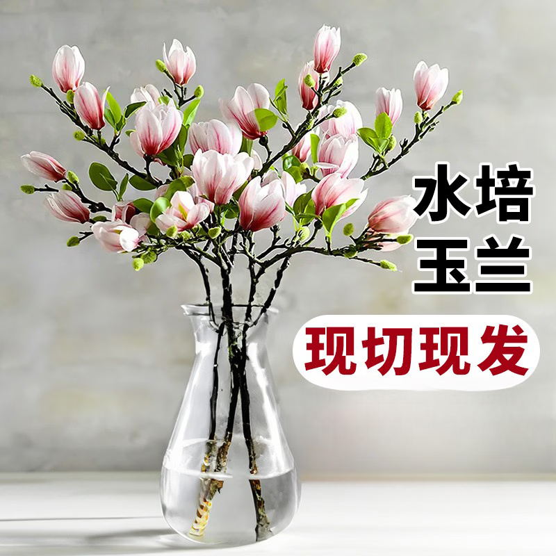 两草三花水培玉兰鲜切花枝带花苞家用水养鲜花卉干枝室内好养耐寒植物盆栽 粉玉兰枝条水培+营养液 50cm3枝