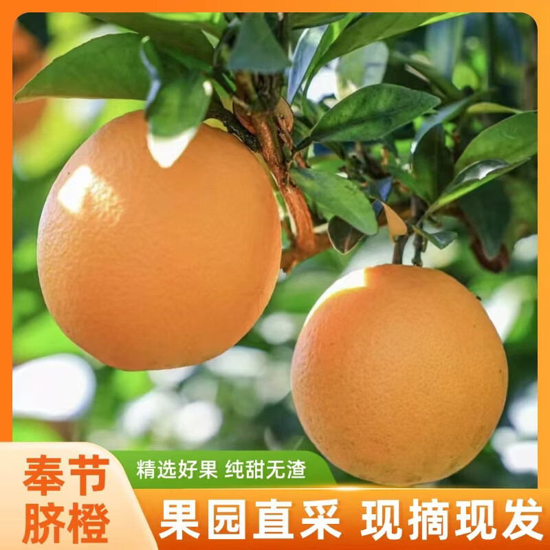 �����ѹ���������ȱ��ǳ��ӹ�԰ֱ�ɾ�Ʒ��������ˮ��10����������� ��԰ֱ��-���ط���������65-70������4.5�� 9.99Ԫ