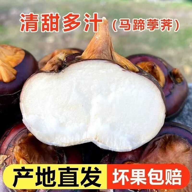 荔浦马蹄广西荸荠地梨脆甜多汁现挖带泥保鲜当季水果蔬菜 优质大果 净重5斤(100-115）