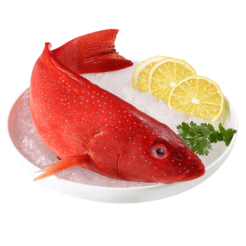 哆鮮生 海捕石斑魚 野外生長鮮活冷凍東星斑龍躉斑三去龍膽斑魚類生鮮 海捕東星斑 750-900克