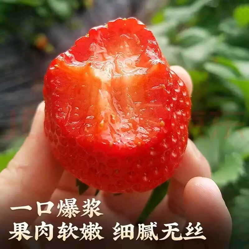 均垚四川奶油草莓 多地草莓新鲜次日达 新鲜水果 奶油草莓2盒优选单果12g+净600g