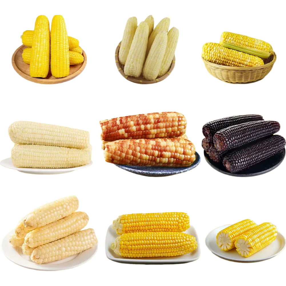 ����Ŵ�������Ӹ߲���Ŵ���׷�ת�ļ�������ũ�ҳ����Ŵ�������� ����Ŵ75�������ӡ�ԭװ100�ˡ�1�� 9.36Ԫ