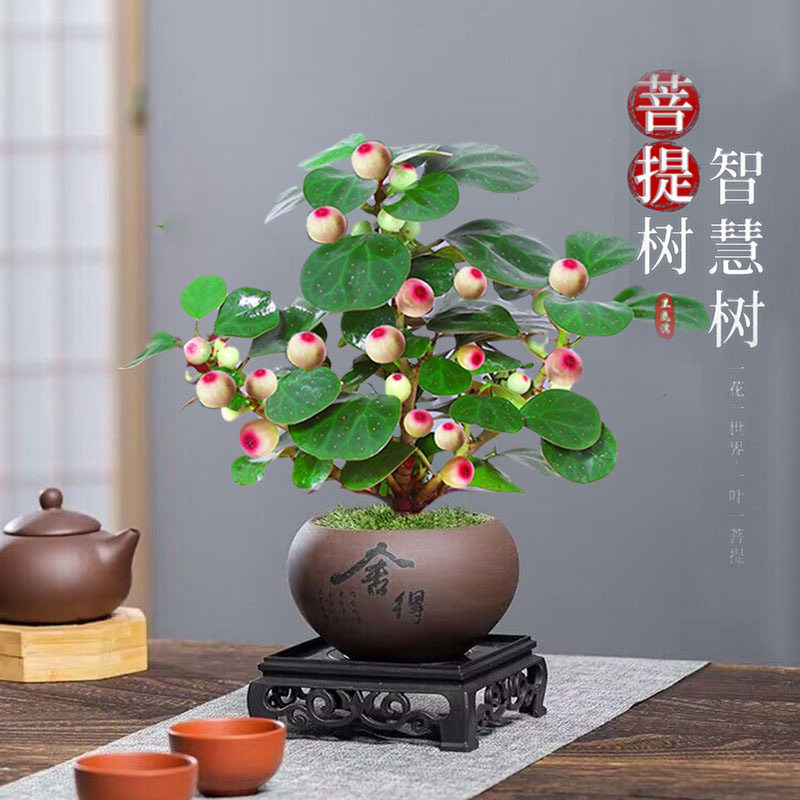 叹为观止五福临门五根富贵竹盆栽中式禅意绿植物办公室内步步高升 金钻+舍得紫砂盆
