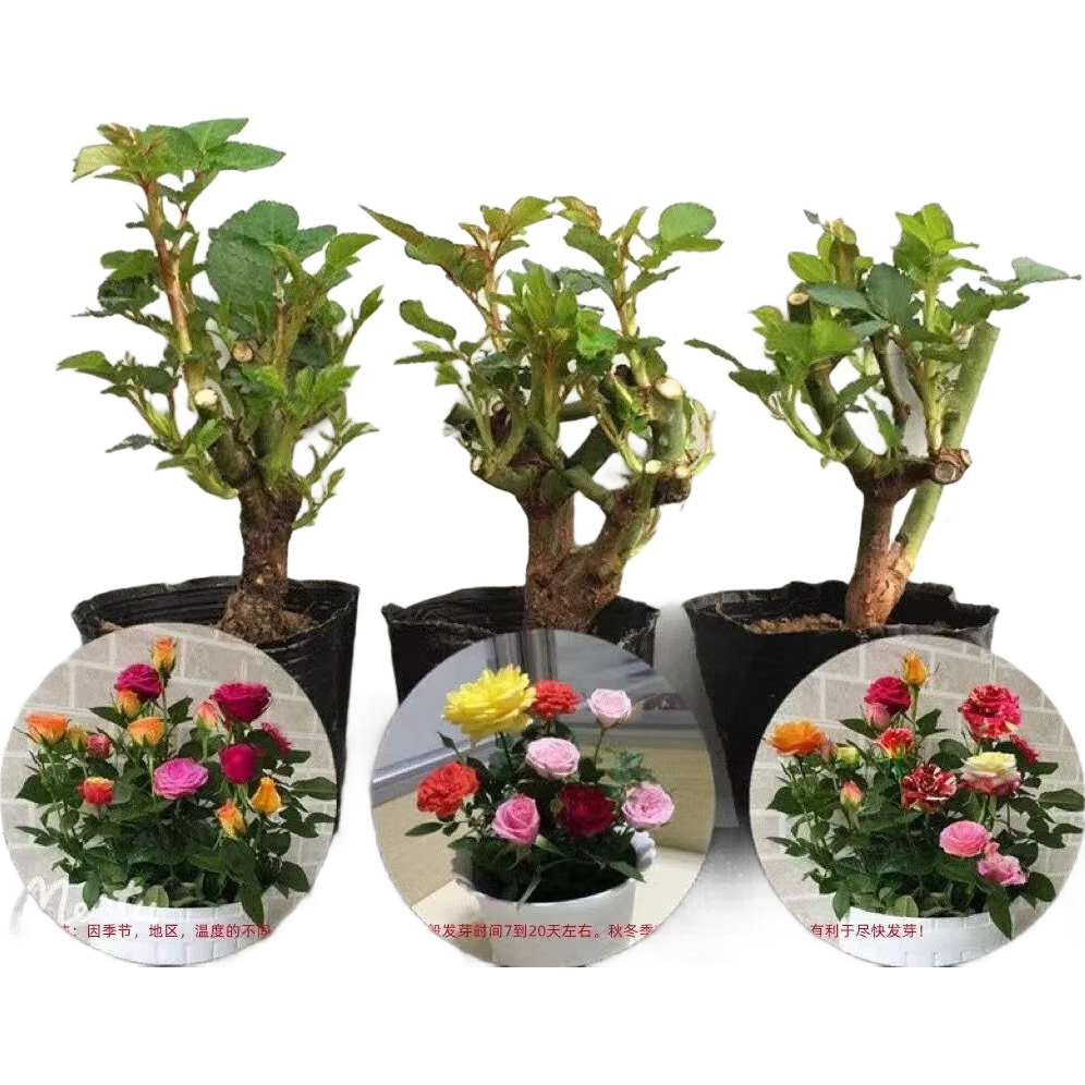 õ����׮�¼��� 3��װ ��ɫϵ �ͷ���4.95Ԫ