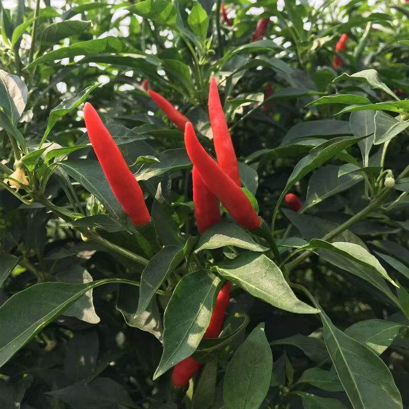 【顺丰包邮】新鲜小米椒朝天椒精选超辣皮薄颜色好送货上门 净重1斤（【尝鲜装，贵在快递费】） 常规纸箱包装