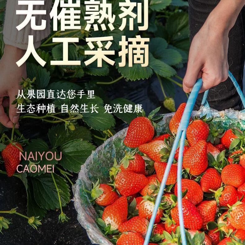 红颜草莓99奶油草莓【JD/SF多地次日达】草莓水果礼品盒 2盒礼箱装【时令尝鲜】 11枚大果【单果20g-30g】