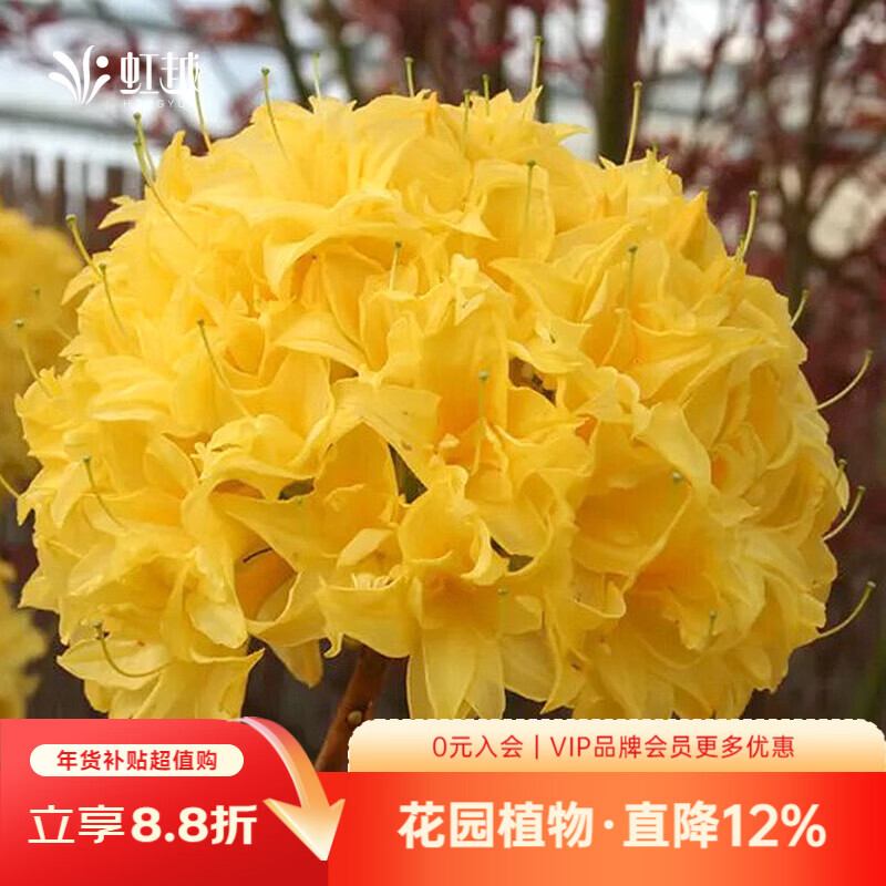 虹越2026新品進(jìn)口落葉杜鵑大規(guī)格盆栽粉繡球庭院耐寒好養(yǎng)杜鵑花卉 【進(jìn)口苗換盆】重瓣金字塔(2加侖大苗)