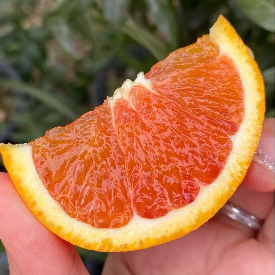 XIAOBO FARM广西百色卡拉血橙红橙手剥橙新鲜爆汁水果橙子甜现摘当季时令水果 净4.5-5斤【老树手选果】