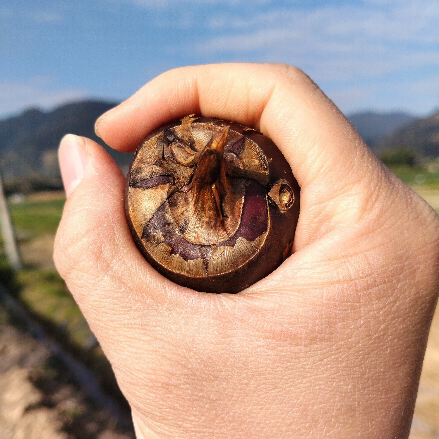 正宗乐昌北乡马蹄新鲜水果现挖即食水果马蹄荸荠特产清甜无渣包邮 3斤 马蹄大果(13-17个/斤)普通装