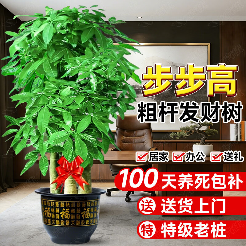 ���ڲ��������Ų����߷�������Ҷ������Ѫ�����Կ����칫���ڿ�ҵ��Ǩ������ֲ ��ѡ���ָ˲����߷�������1.5-1.6�ס������� ���� 216Ԫ