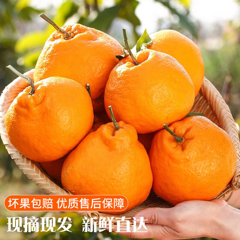 相遇红颜四川眉山春见耙耙柑新鲜橘子正宗粑粑柑当季桔子孕妇水果 5斤(单果70mm起)