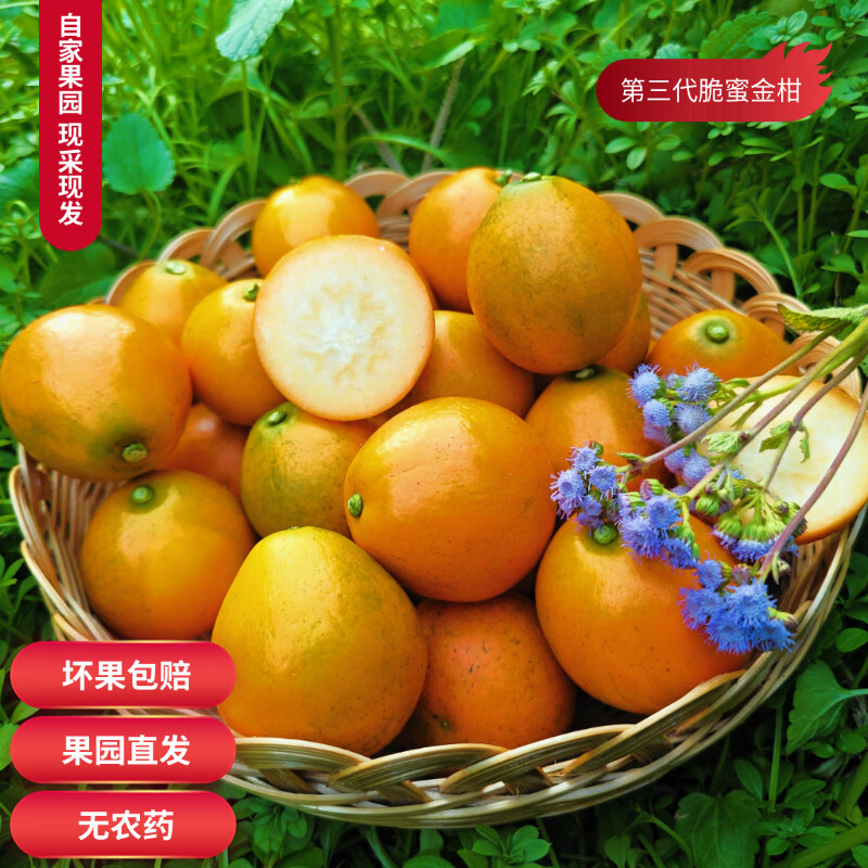 正宗融安脆蜜金柑 国家地理标志产品 三代金桔新鲜水果 顺丰包邮 2斤大果(约30-36颗左右） 精选糖果独立包装